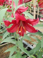 [4263 Mambo No02.JPG]